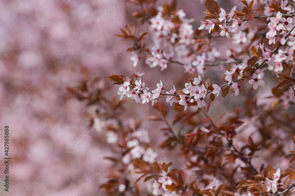 Fototapeta premium Blossom flowers. Close up view and details with the beautiful color of spring season signs.