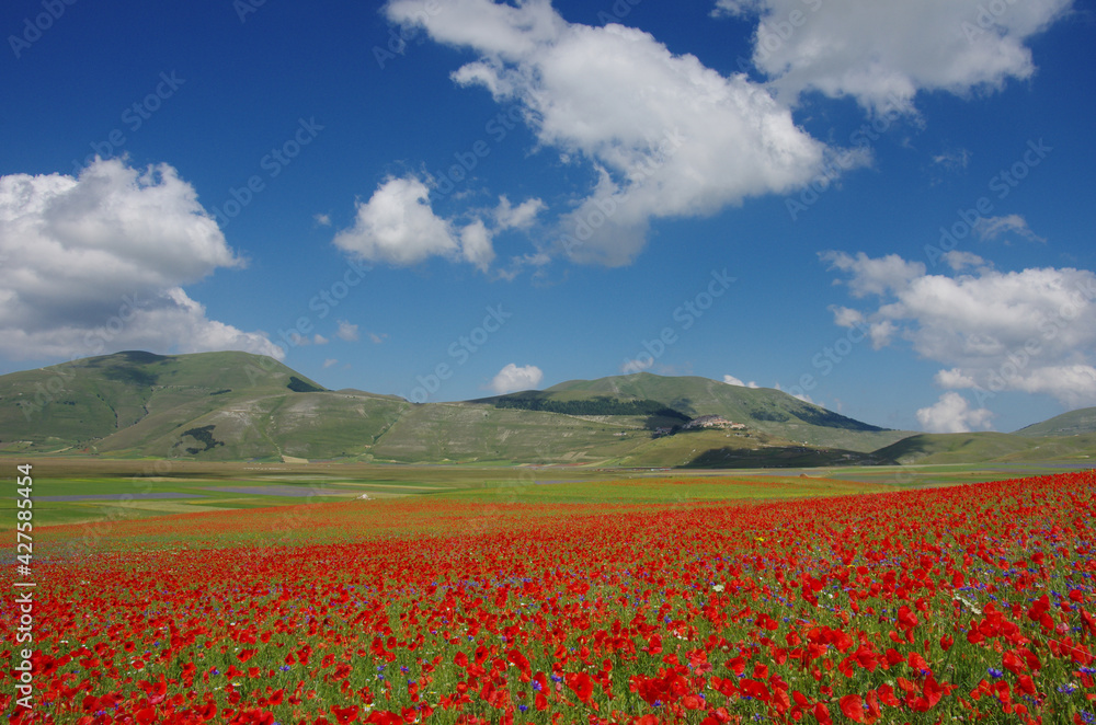 In the foreground a flowering of poppies on the plateau of Castelluccio da Norcia, Umbria, Italy