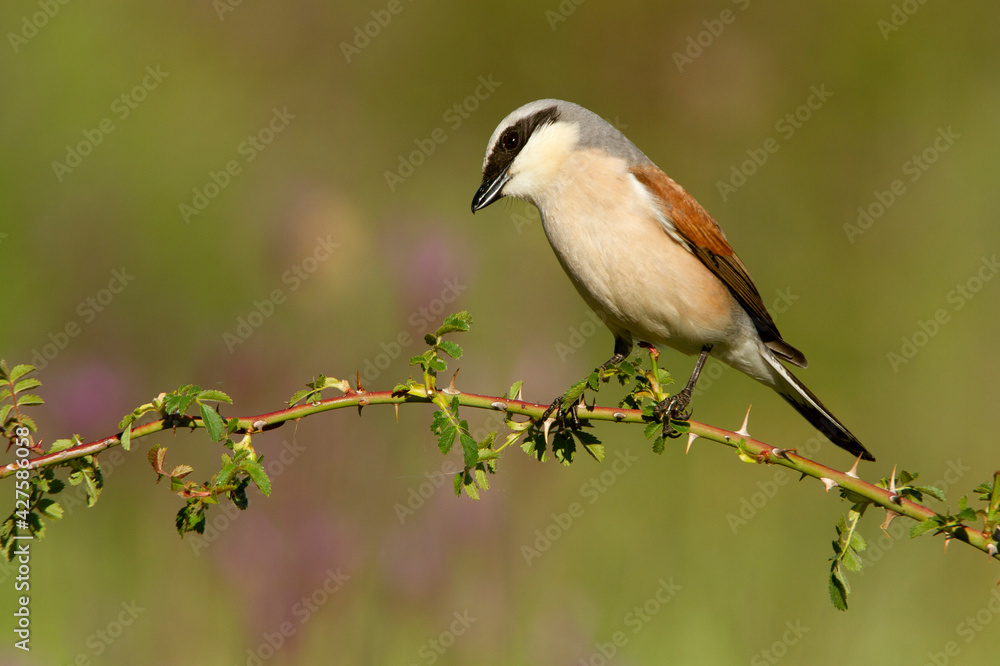 Male Red-backed shrike with the first light of day at his favorite perch in his breeding territory Male Red-backed shrike with the first light of day at his favorite perch in his breeding territory