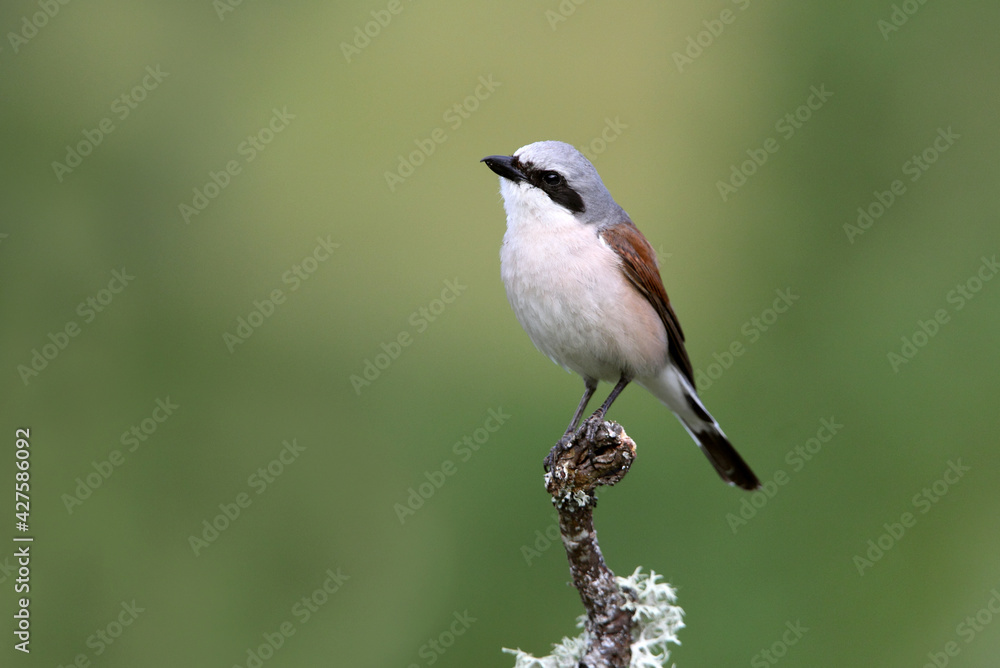 Obraz premium Male Red-backed shrike with the first light of day at his favorite perch in his breeding territory