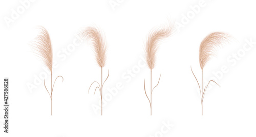 Pampas grass collection. Floral ornament elements in boho style. Vector illustration isolated on white background. Trendy design for wedding invitations, postcards, interior or flower arrangements.