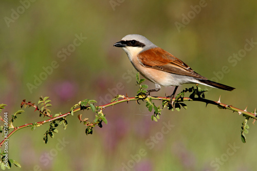 Male Red-backed shrike with the first light of day at his favorite perch in his breeding territory