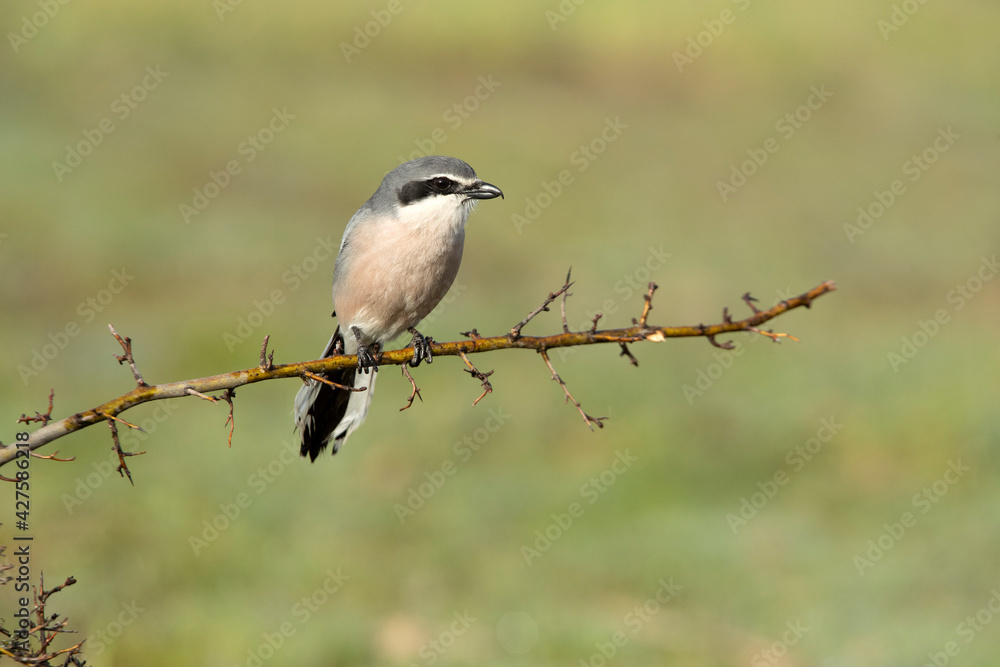 Adult male Southern flock shrike in its breeding territory at first light of day in a Mediterranean bush with thorn scrub Adult male Southern flock shrike in its breeding territory at first light of day in a Mediterranean bush with thorn scrub