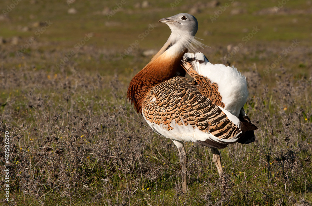 Male Great bustard performing in heat courtship in his breeding territory in a steppe in central Spain Male Great bustard performing in heat courtship in his breeding territory in a steppe in central Spain