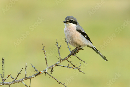 Adult male Southern flock shrike in its breeding territory at first light of day in a Mediterranean bush with thorn scrub