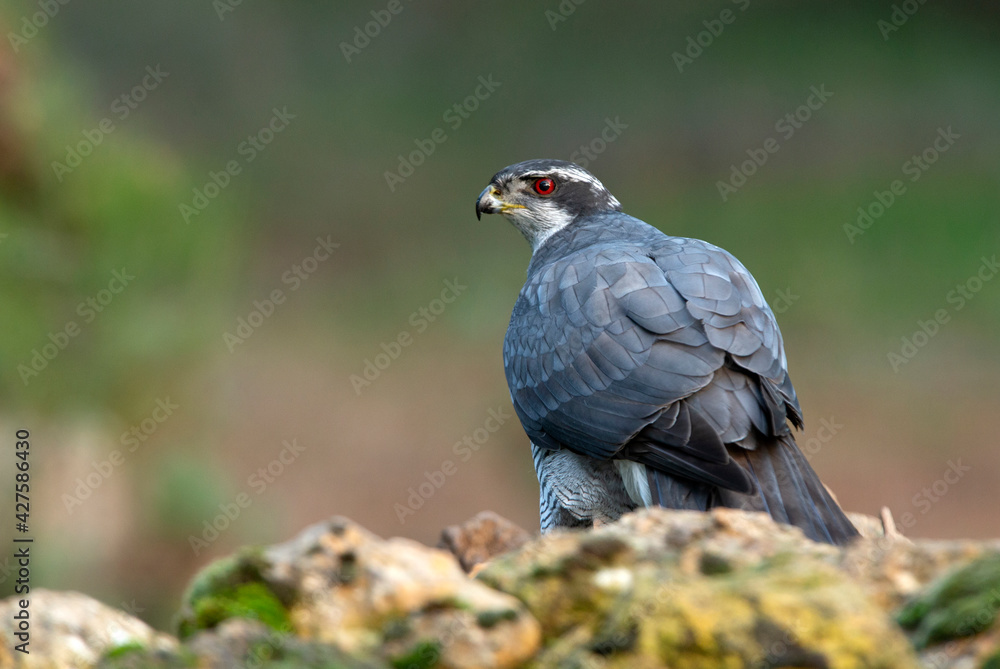 Fototapeta premium Male Northern goshawk at his favorite perch in the last light of day in a pine and oak forest