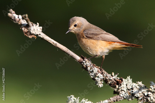 Common redstart female with the first light of day in an oak forest in its breeding territory in spring