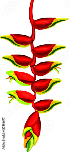 vector of heliconia lobster claw flower