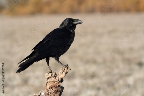 Common raven in a Spanish area with the first lights of a cold winter day