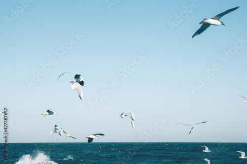 Many seagulls hover in the blue bright sky. Skyline background. Beautiful white clouds in the sky. Horizon of the sea