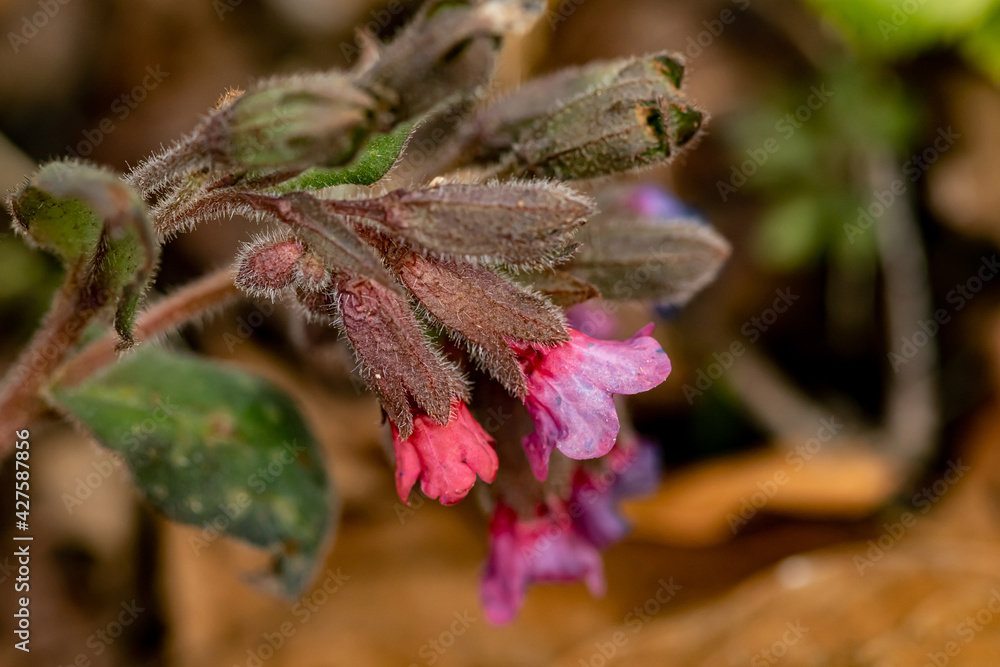 Fototapeta premium Pulmonaria australis plant growing in forest, close up 