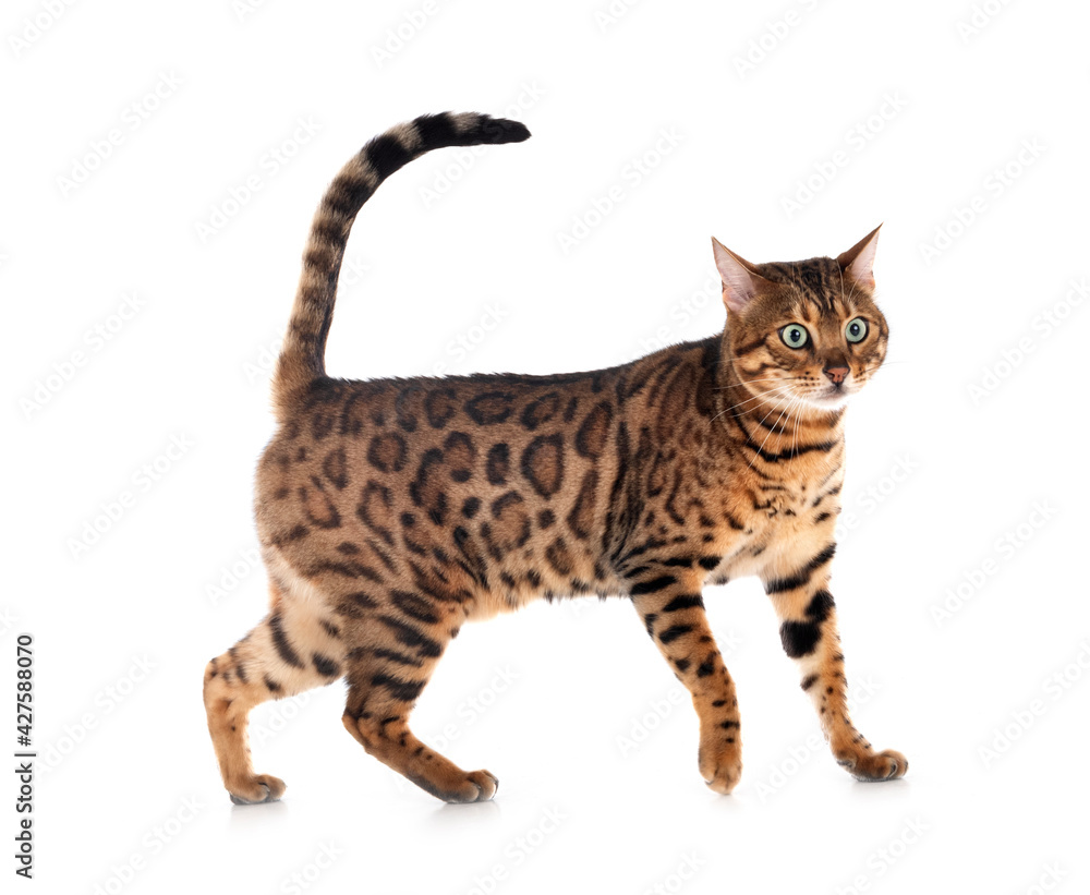 Obraz premium bengal in studio