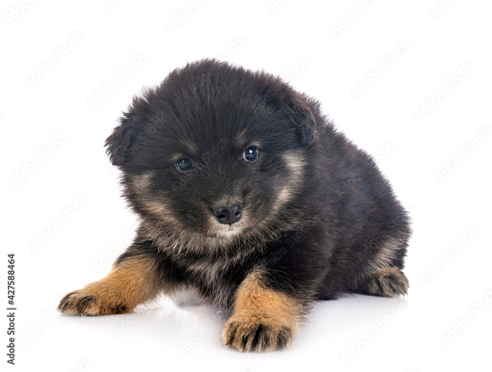 Obraz premium puppy Finnish Lapphund in studio