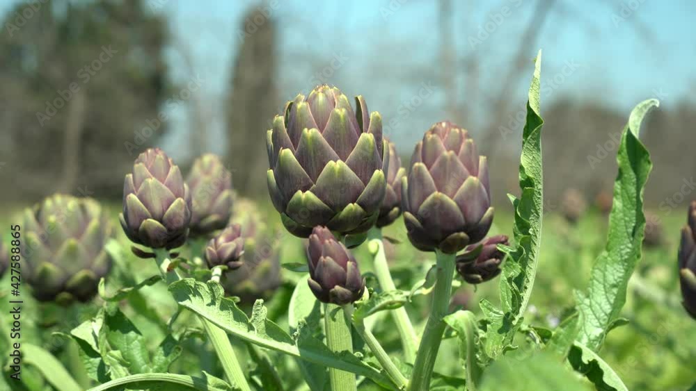 Organic Artichoke fields in picking season Organic Artichoke fields in picking season