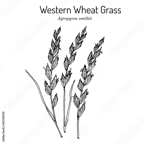 Western wheat grass (Agropyron smithii), prairie grass