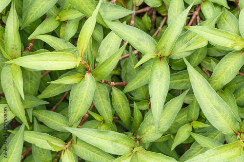 Closeup of green leaf background