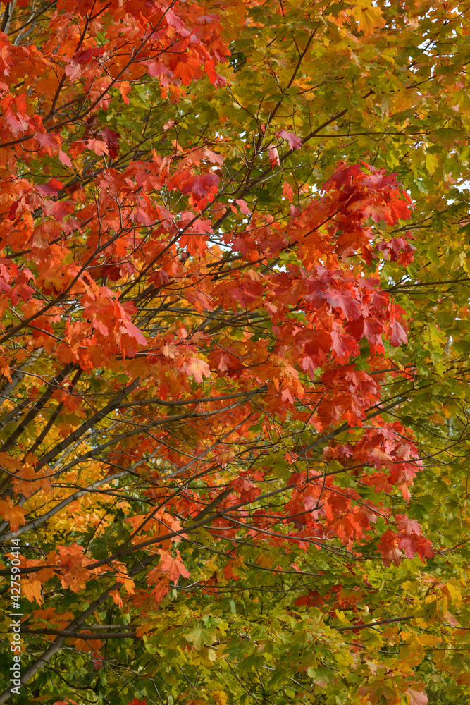 Branches of maple tree with bright red leaves on the background of green foliage in autumn Branches of maple tree with bright red leaves on the background of green foliage in autumn