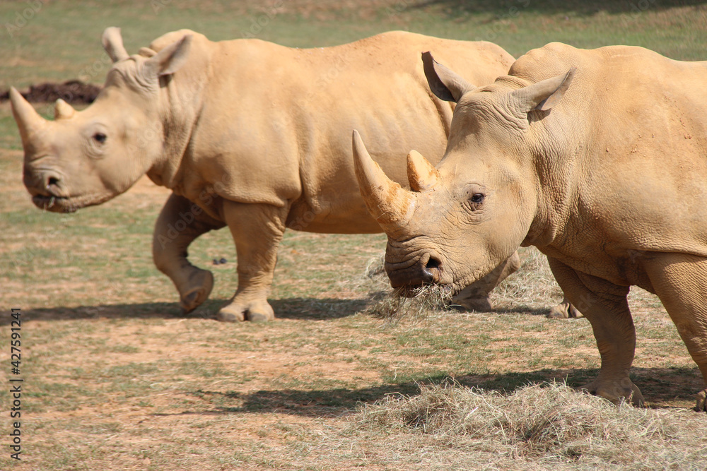 Naklejka premium white rhinoceros in a zoo in france