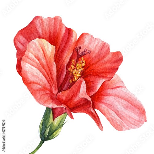 Watercolor hibiscus flower on isolated white background