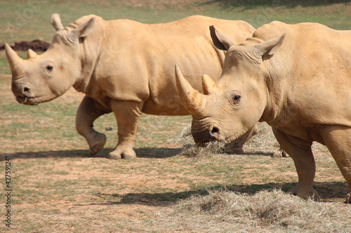 white rhinoceros in a zoo in france