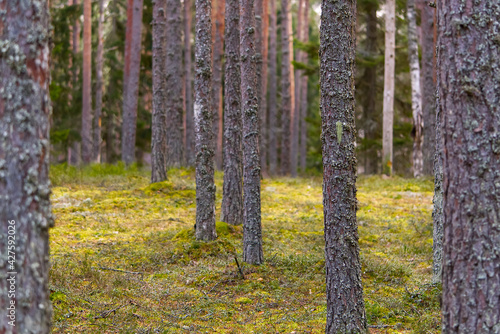 Fototapeta Naklejka Na Ścianę i Meble -  Pine forest. Beautiful spring pine tree forest in Estonia.