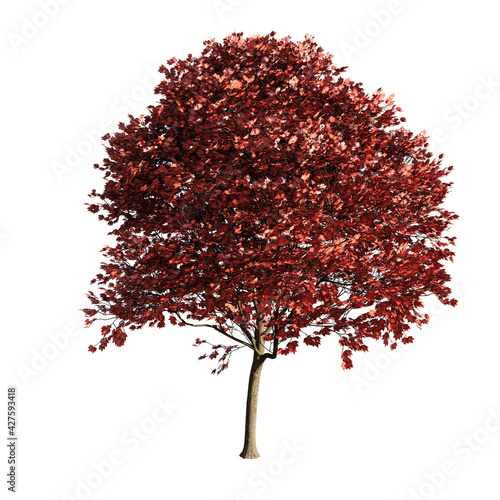 Tree isolated on a white background. with clipping path.