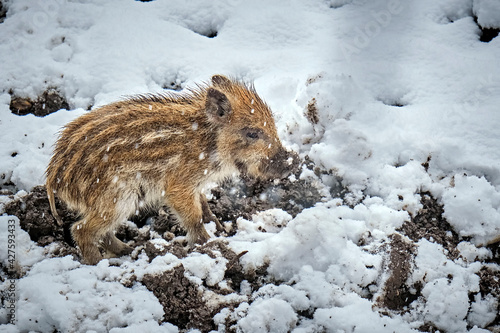 Frischlinge ( Sus scrofa ). photo