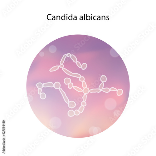 Candida albicans. Thrush infection. Medical isolated. vector illustration.
