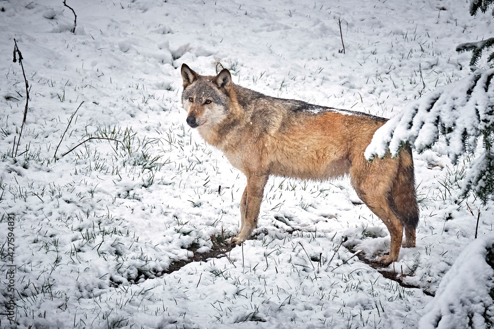 Fototapeta premium Ein Europäischer Wolf ( Canis lupus ).