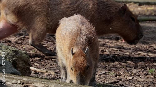 Wallpaper Mural Capybara is a semi-aquatic herbivorous mammal from the capybara subfamily. Torontodigital.ca