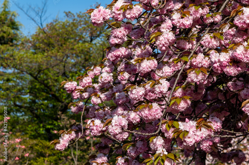 八重桜