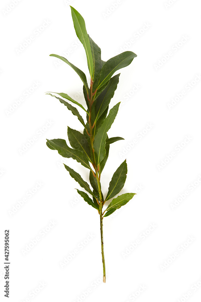 Fototapeta premium bay leaf isolated on white background