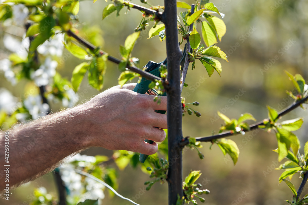 Farmer pruning cherry trees and branches of young trees during blossom in spring. Farmer pruning cherry trees and branches of young trees during blossom in spring.