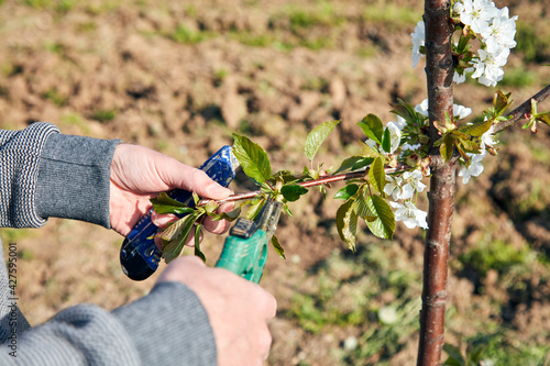 Farmer pruning cherry trees and branches of young trees during blossom in spring.