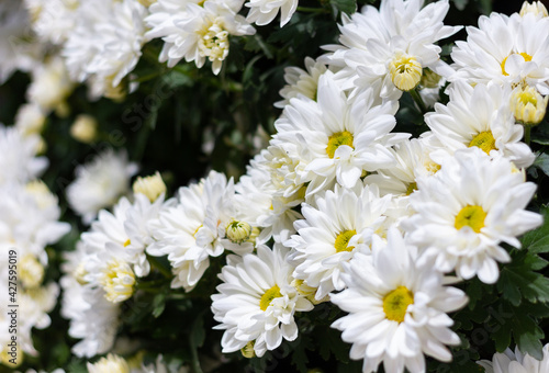 White Daisies flower is blooming beautifully in the garden.