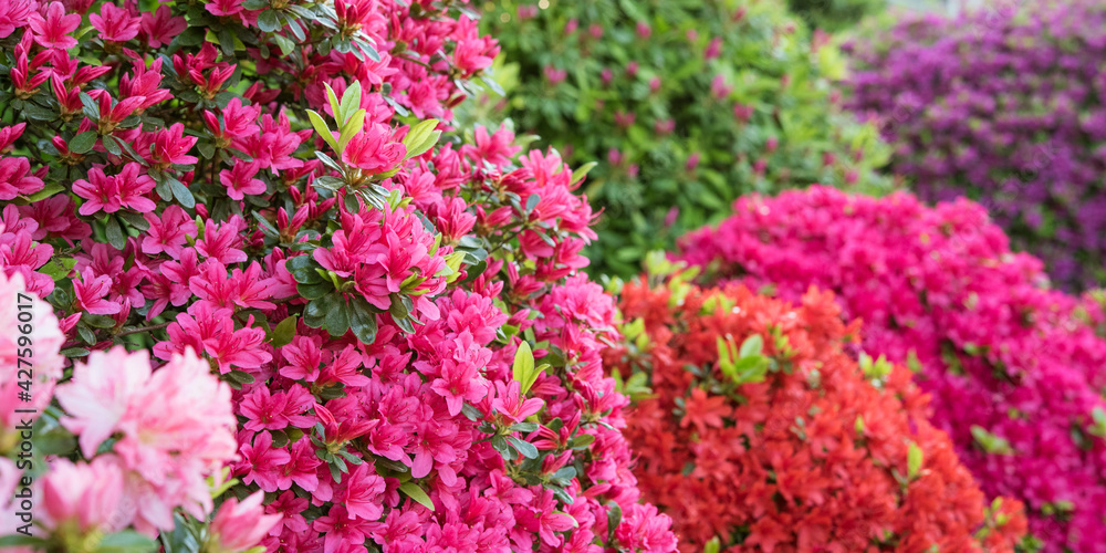 Multicolored azalea flowers in Japanese garden　色とりどりのツツジが満開の日本庭園