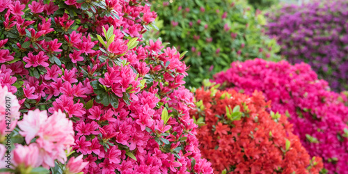 Multicolored azalea flowers in Japanese garden　色とりどりのツツジが満開の日本庭園 photo