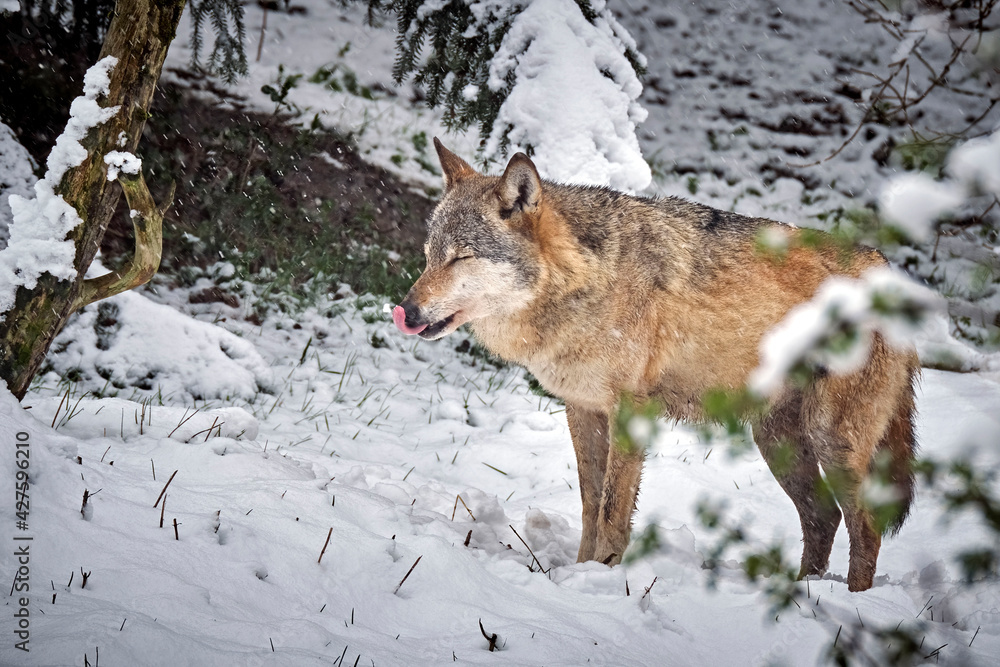 Fototapeta premium Ein Europäischer Wolf ( Canis lupus ).