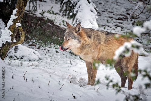 Ein Europäischer Wolf ( Canis lupus ).