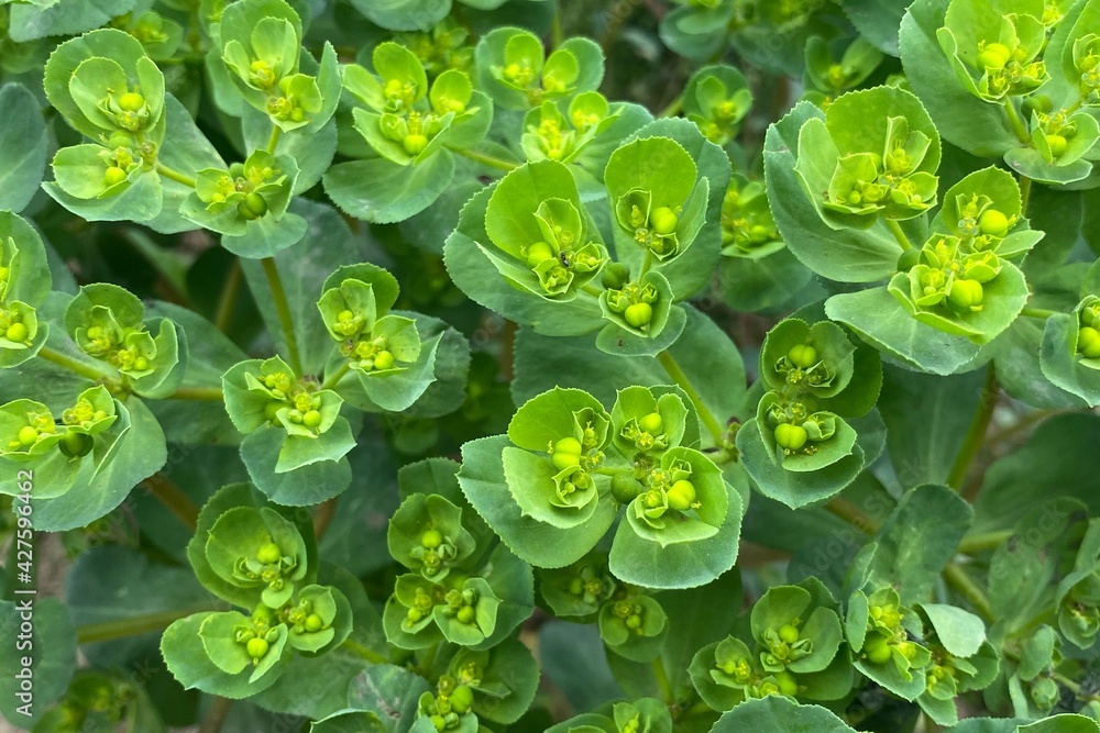 Closeup of lush green Euphorbia helioscopia (wart spurge) grass leaves and flowers growing in the wild field, traditional herbal medicine plant details background Closeup of lush green Euphorbia helioscopia (wart spurge) grass leaves and flowers growing in the wild field, traditional herbal medicine plant details background