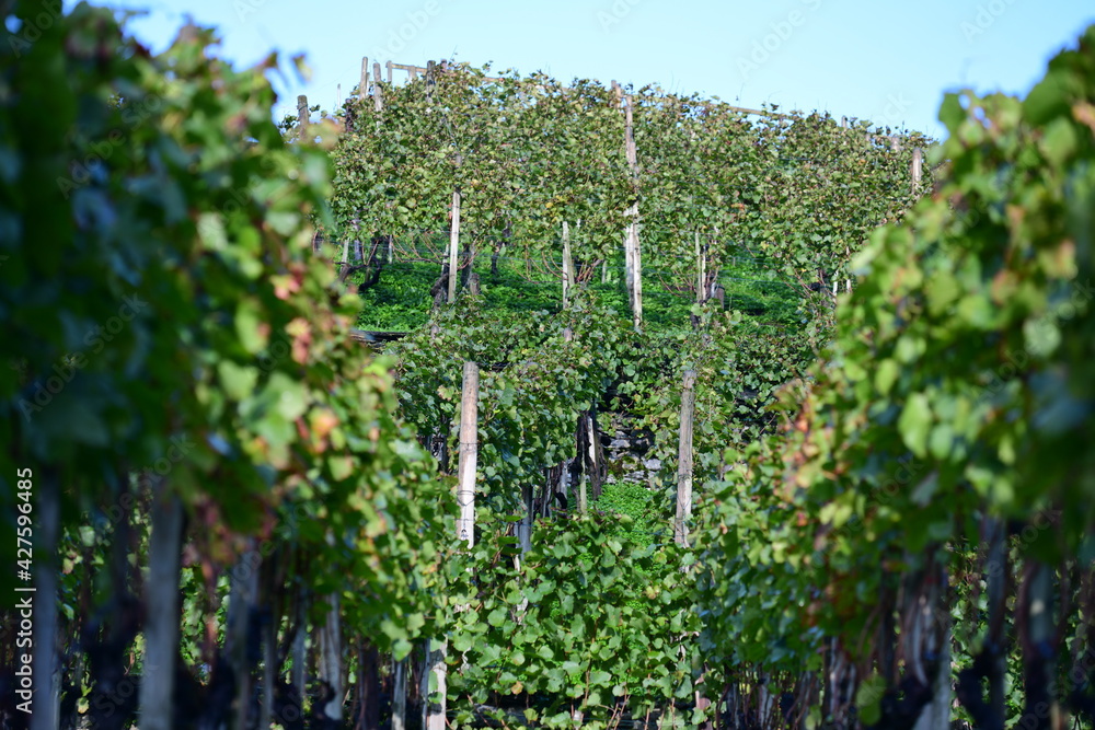 vineyard in Liechtenstein, Europe