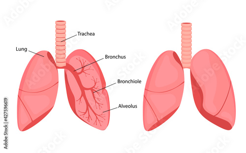 Drawing of human lungs. Anatomy vector illustration isolated on white background. Lungs, trachea, bronchi and bronchioles. infographics in cartoon style.