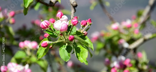 Weiße und pinke Apfelblüten im Sonnenlicht - Frühling in Südtirol - Lana bei Meran © Zeitgugga6897