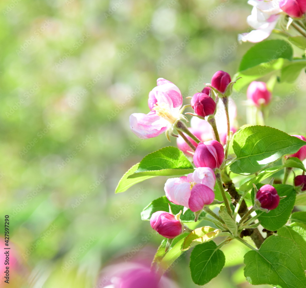 Blüten des Apfelbaum im Sonnenschein im Frühling in Lana bei Meran - Südtirol - Italien - Europa Blüten des Apfelbaum im Sonnenschein im Frühling in Lana bei Meran - Südtirol - Italien - Europa