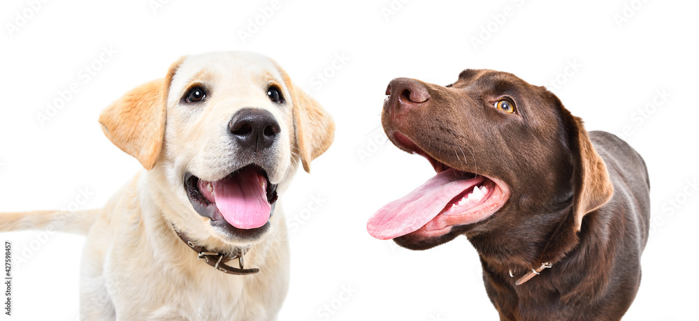 Two funny Labrador puppies together isolated on white background Two funny Labrador puppies together isolated on white background