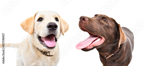 Two funny Labrador puppies together isolated on white background