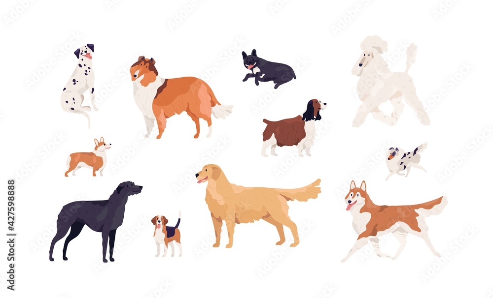 Dogs of different canine breeds isolated on white background. Doggy pets such as royal Poodle, French Bulldog, Collie, Beagle, Retriever, Akita, Springer Spaniel. Colored flat vector illustration