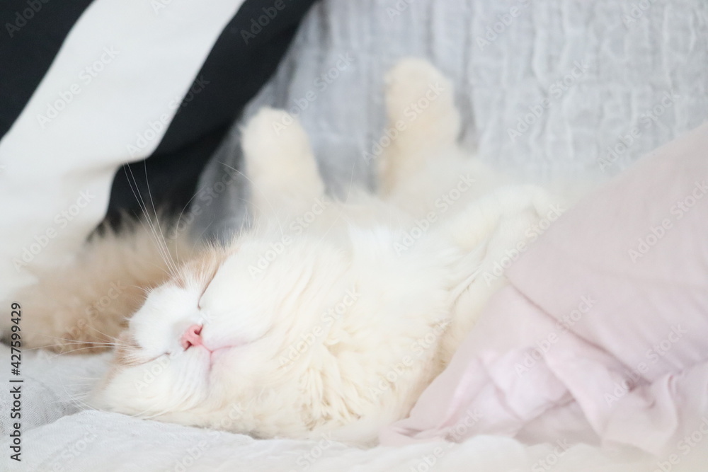 猫.幸福 睡眠 猫.幸福 睡眠