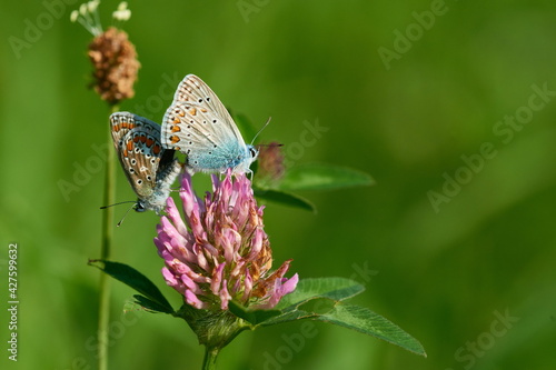 Wallpaper Mural Polyommatus icarus - Hauhechel-Bläuling bei der Paarung Torontodigital.ca