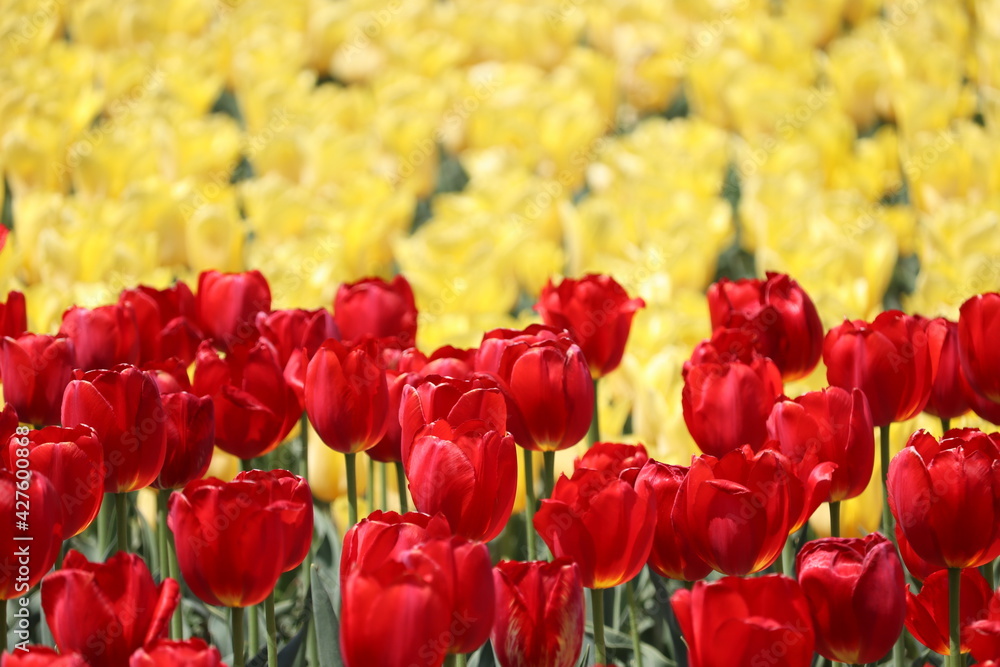 Fototapeta premium チューリップ 
